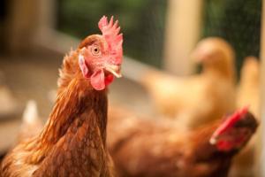 The penalties for deceptive 'free to roam' poultry claims are announced.